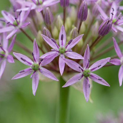 60x Allium Christophii - Sterrenlook - Paars - Zomerbloeier - Bolmaat 10/12