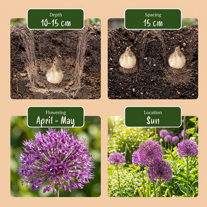 120x Allium Miami - Sierui - Paars - Zomerbloeier - Bolmaat 10/+