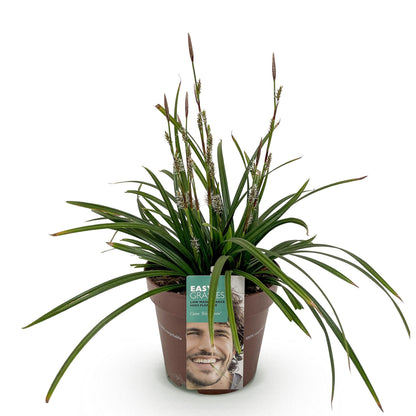 Ornamental grasses - Carex morrowii Irish Green - Winter-hardy