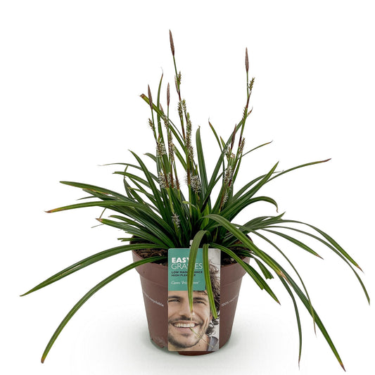 Siergrassen - Carex morrowii Irish Green - Winterhard