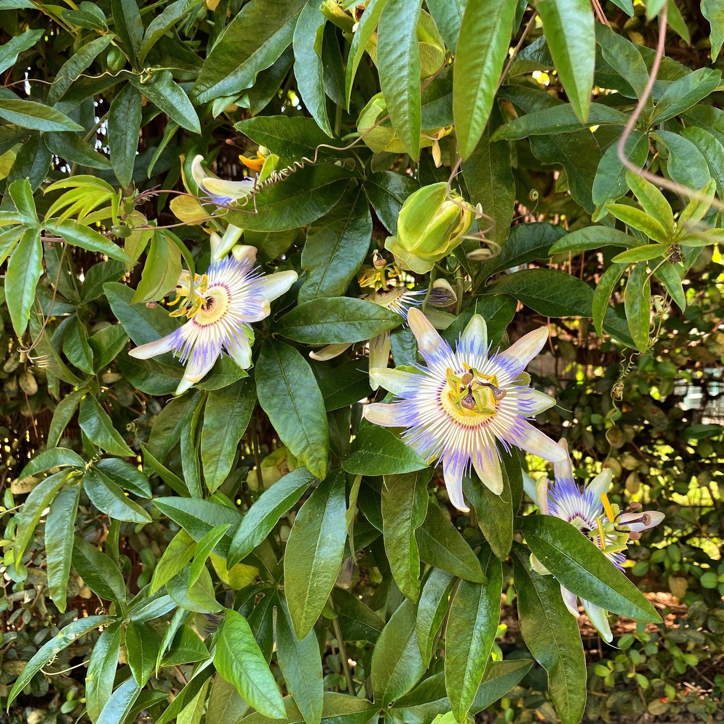 Passion flower - Passiflora caerulea - Low maintenance - 2 plants