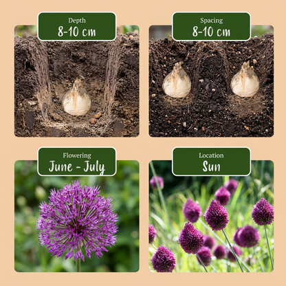 200x Allium Sphaerocephalon - Kogellook - Paars - Zomerbloeier - Bolmaat 5/6