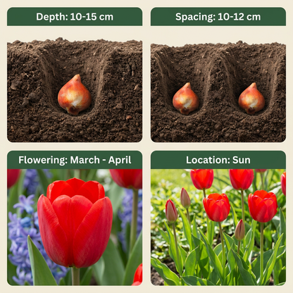 120x Tulipa Triumph Red - Triomftulp - Rood - Voorjaarsbloeier - Bolmaat 11/12