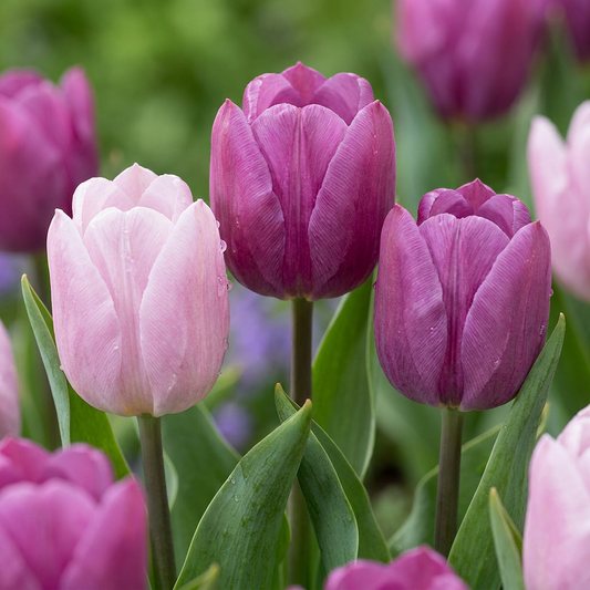 60x Tulipa Candy Purple Prince mix - Tulp Candy Purple Prince mix - Diversen - Voorjaarsbloeier - Bolmaat 11/12