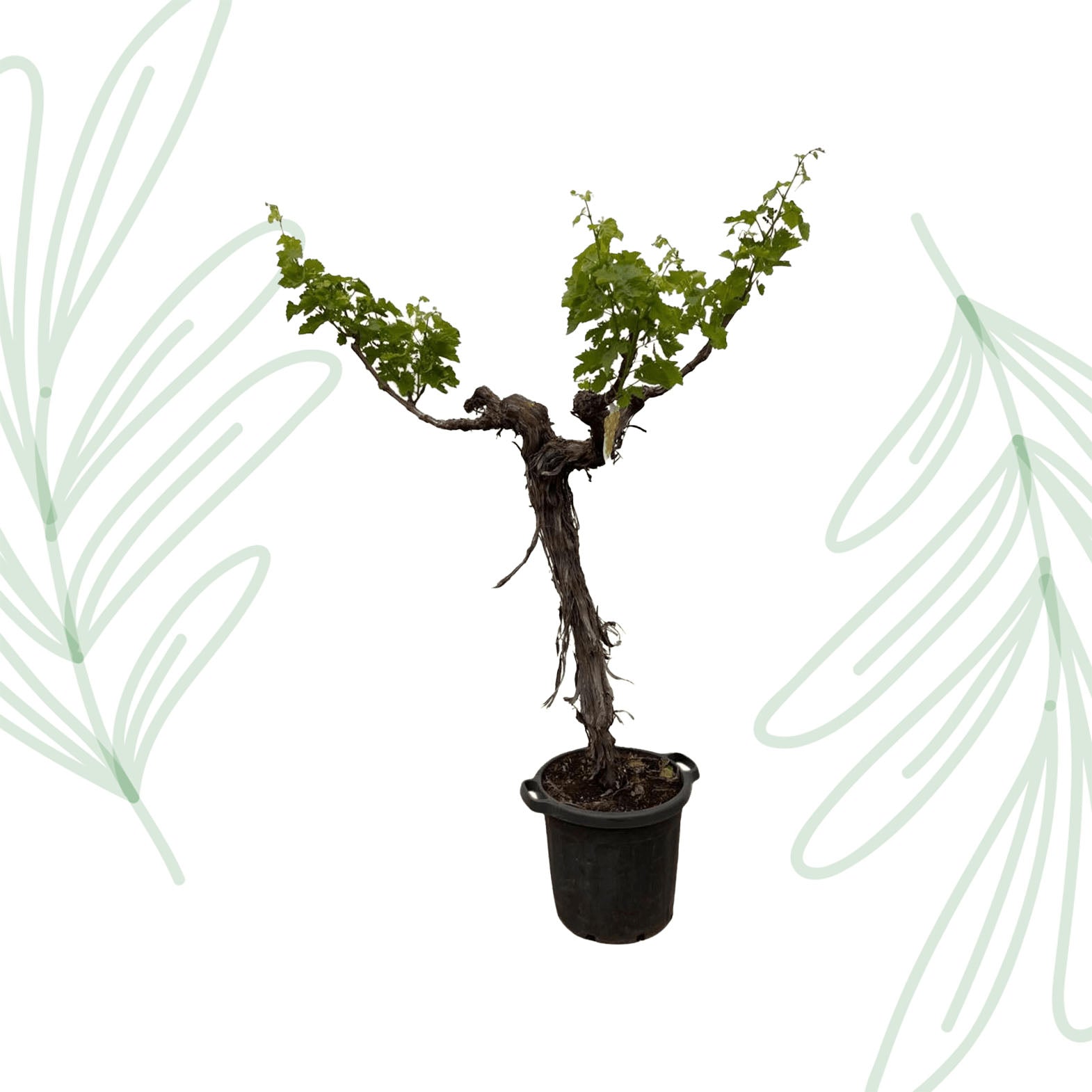 Druivenboom (Vitis Vinifera) stam vertakt - 220 cm - Forest Plants