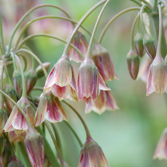 40x Allium Siculum - Siciliaanse honingklokje - Crème en Roze - Zomerbloeier - Bolmaat 10/12
