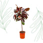 Ficus Elastica Belize op stam - 130 cm - Forest Plants