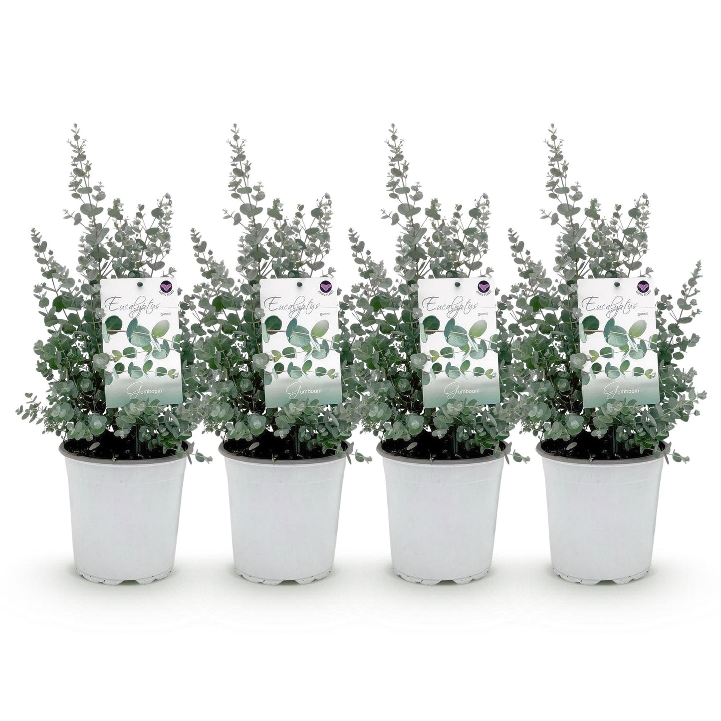 Patio plant - Eucalyptus tree - Eucalyptus gunnii - 4 Plants