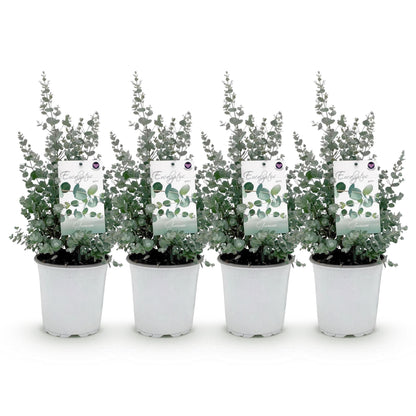 Patio plant - Eucalyptus tree - Eucalyptus gunnii - 4 Plants