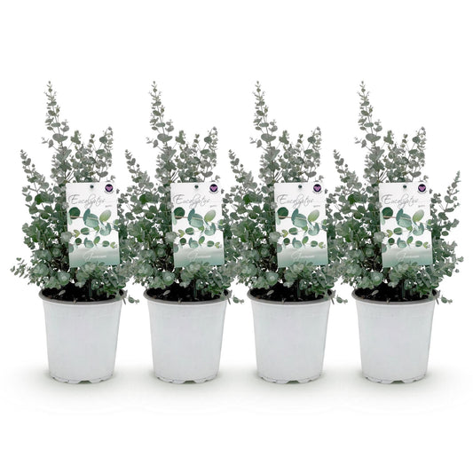 Terrasplant - Eucalyptus boom - Eucalyptus gunni - 4 Planten