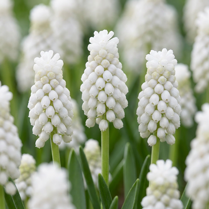 200x Muscari White Magic - Witte druifhyacint - Wit - Verwilderingsbol - Bolmaat 6/7