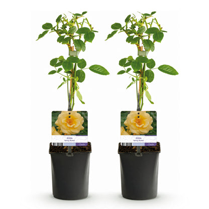 Klimroos - Rosa Spring Queen - Weinig onderhoud - 2 planten