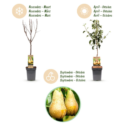 Perenboom - Pyrus communis Conference  - Gele Peer