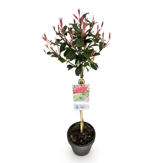 Plant op Stam - Photinia fraseri Carre Rouge - Terras Plant - Winterhard