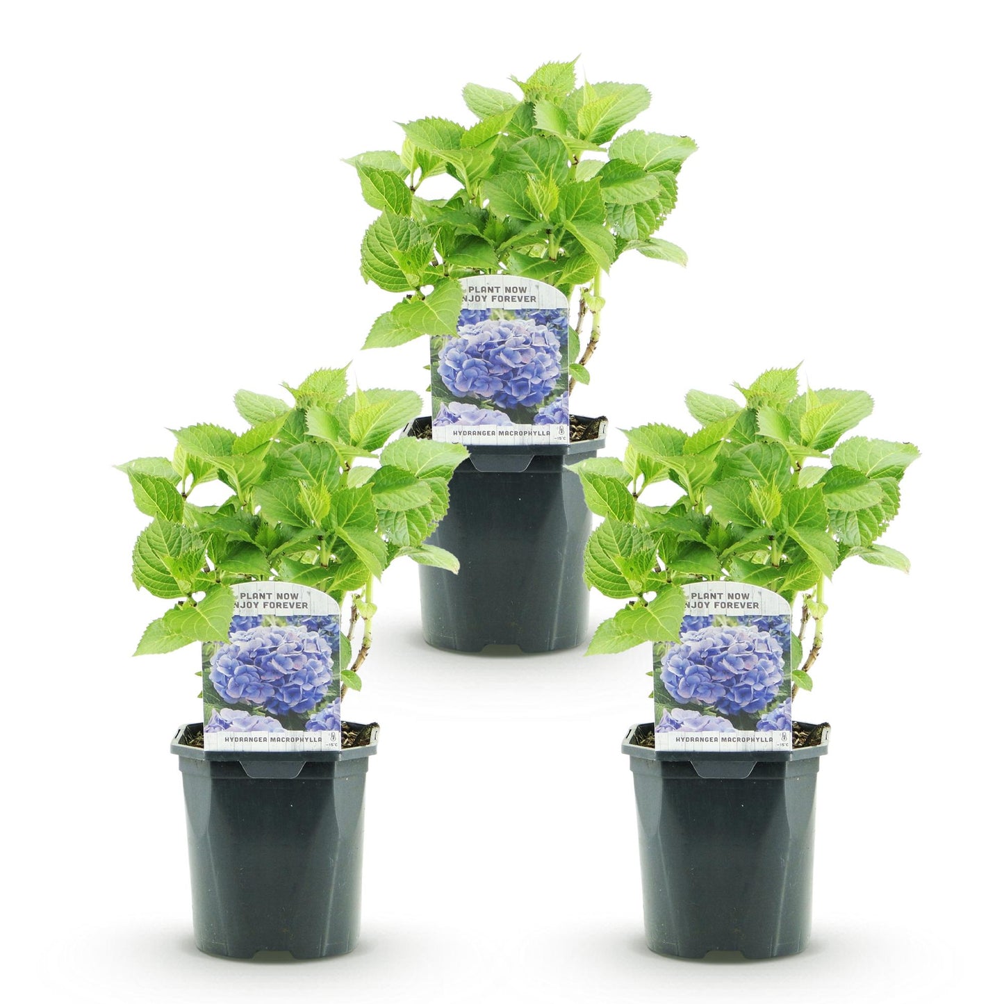 Hortensia - Hydrangea macrophylla Blauw - 3 Planten