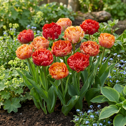 48x Tulipa Gudoshnik Double - Gevuldbloemige tulp Gudoshnik - Diversen - Voorjaarsbloeier - Bolmaat 11/12