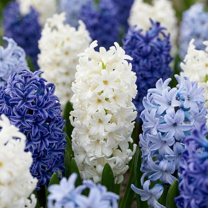 10x Hyacinthus Blue water mix - Blauwe hyacint - Blauw - Voorjaarsbloeier - Bolmaat 14/15