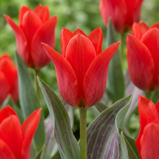 60x Tulipa Greigii Red - Greigii-tulp - Rood - Voorjaarsbloeier - Bolmaat 11/12
