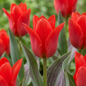 60x Tulipa Greigii Red - Greigii-tulp - Rood - Voorjaarsbloeier - Bolmaat 11/12
