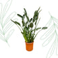 Strelitzia Reginae XL - 160 cm - Forest Plants