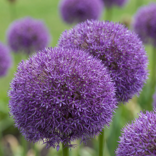 4x Allium Pinball Wizard - Sierui Tovenaarsbal - Paars - Zomerbloeier - Bolmaat 18/20