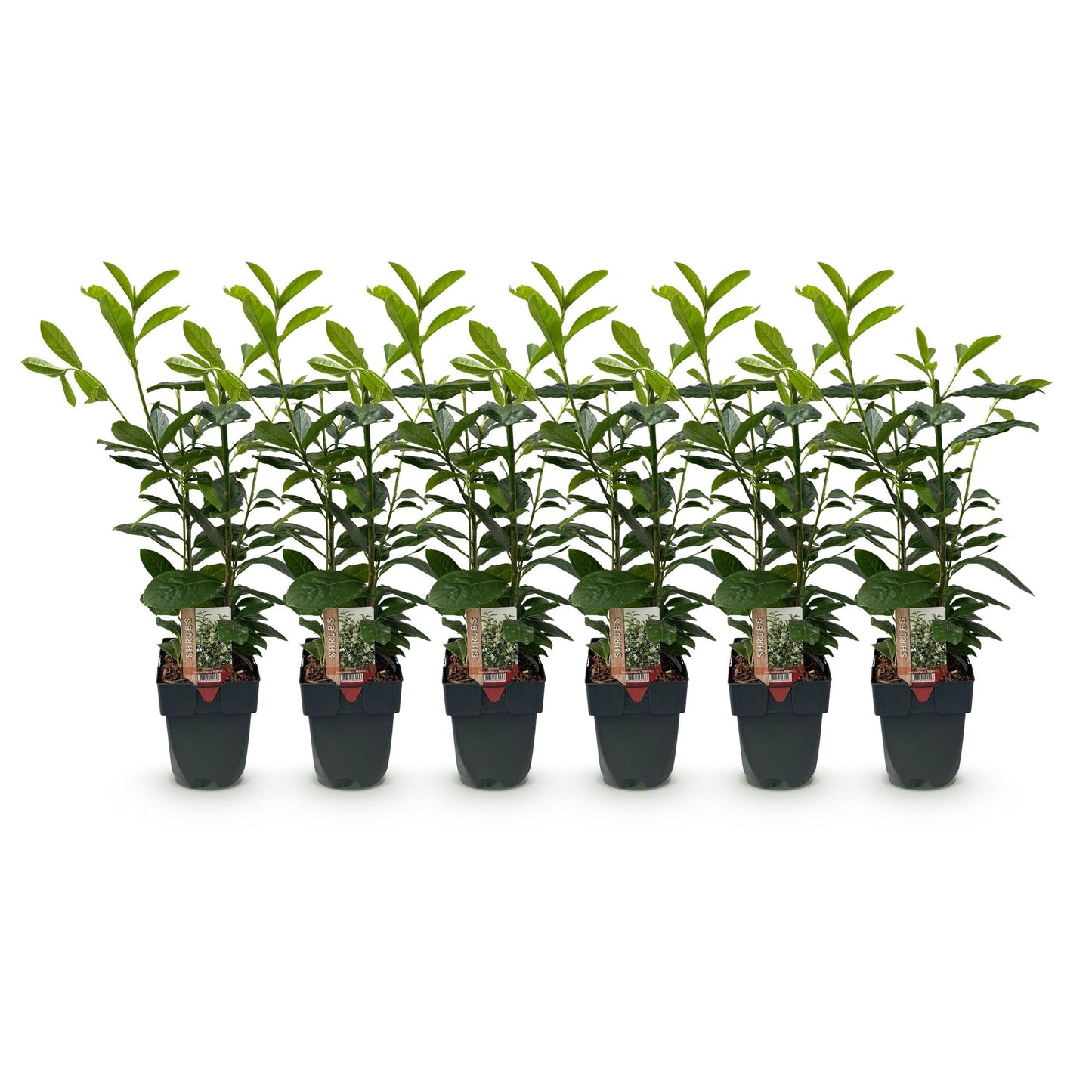 Prunus laurocerasus Novita - 6 planten - 1 strekkende meter