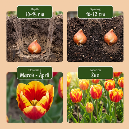 30x Tulipa Triumph Mix - Triomftulp mix - Diversen - Voorjaarsbloeier - Bolmaat 11/12