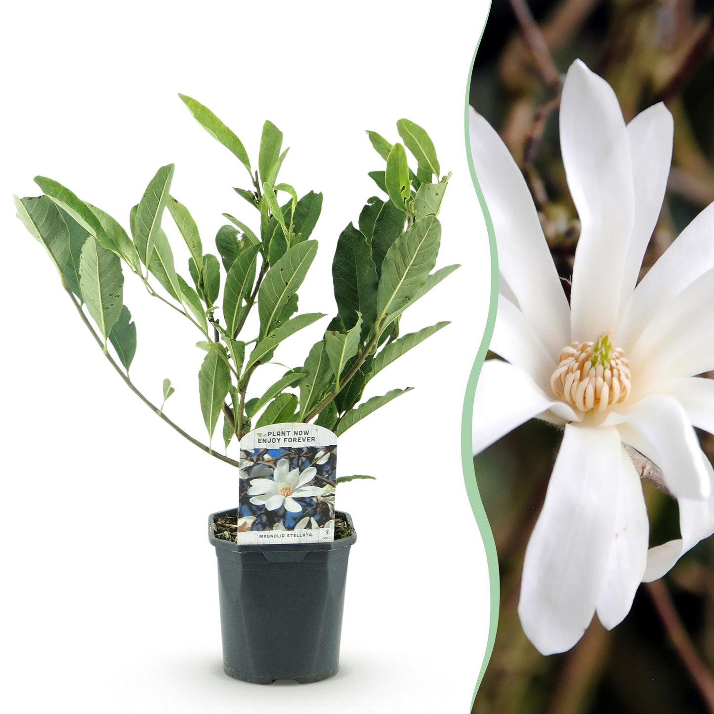 Heesters -  Magnolia Stellata - Weinig Onderhoud