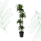 Dracaena Dorado - 170 cm - Forest Plants