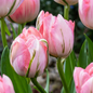 96x Tulipa Double Pink - Dubbele roze tulp - Roze - Voorjaarsbloeier - Bolmaat 11/12