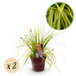 Siergrassen -  Carex oshimensis Everillo - 2 Planten
