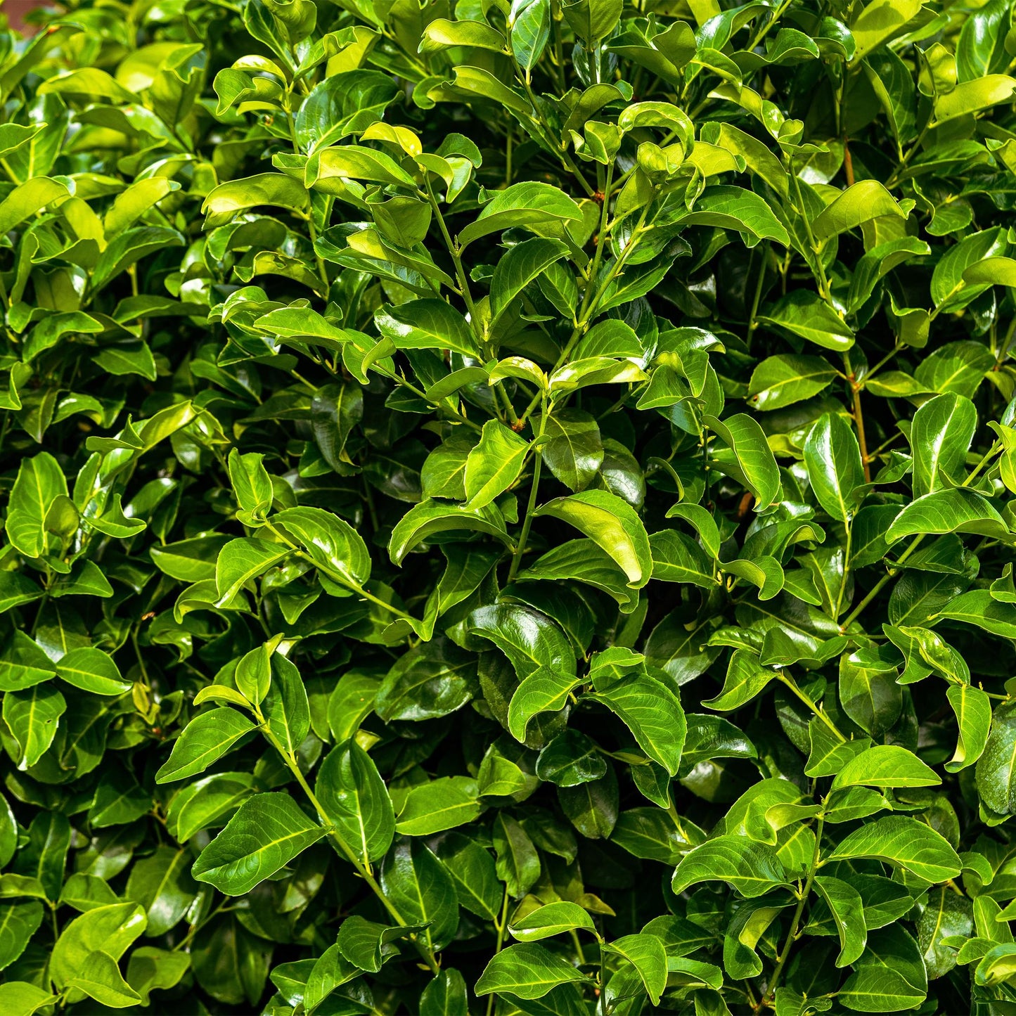Prunus laurocerasus Rotundifolia - 8 planten - 1 strekkende meter