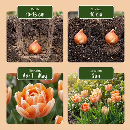 12x Tulipa Candle Light - Tulp Kaarsenlicht - Diversen - Voorjaarsbloeier - Bolmaat 11/12