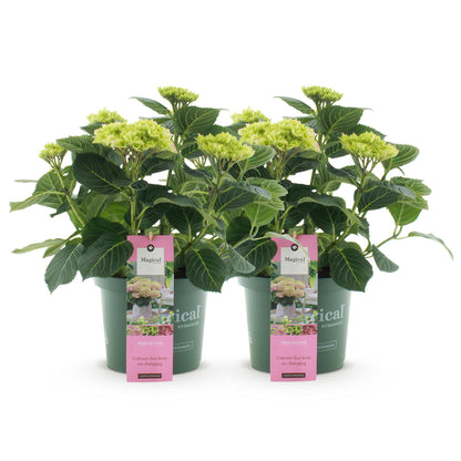 Patio Plant - Hydrangea - Hydrangea Magical Jewel Pink - 6-10 Flowers - 2 Plants