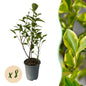 Haagplanten - Ligustrum ovalifolium Aureum - 8 planten - 1 strekkende meter