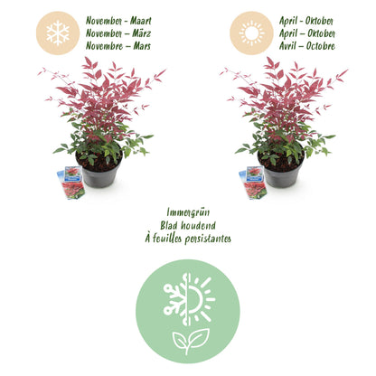Garden Plant - Nandina Obsessed - 2 Plants - Low Maintenance