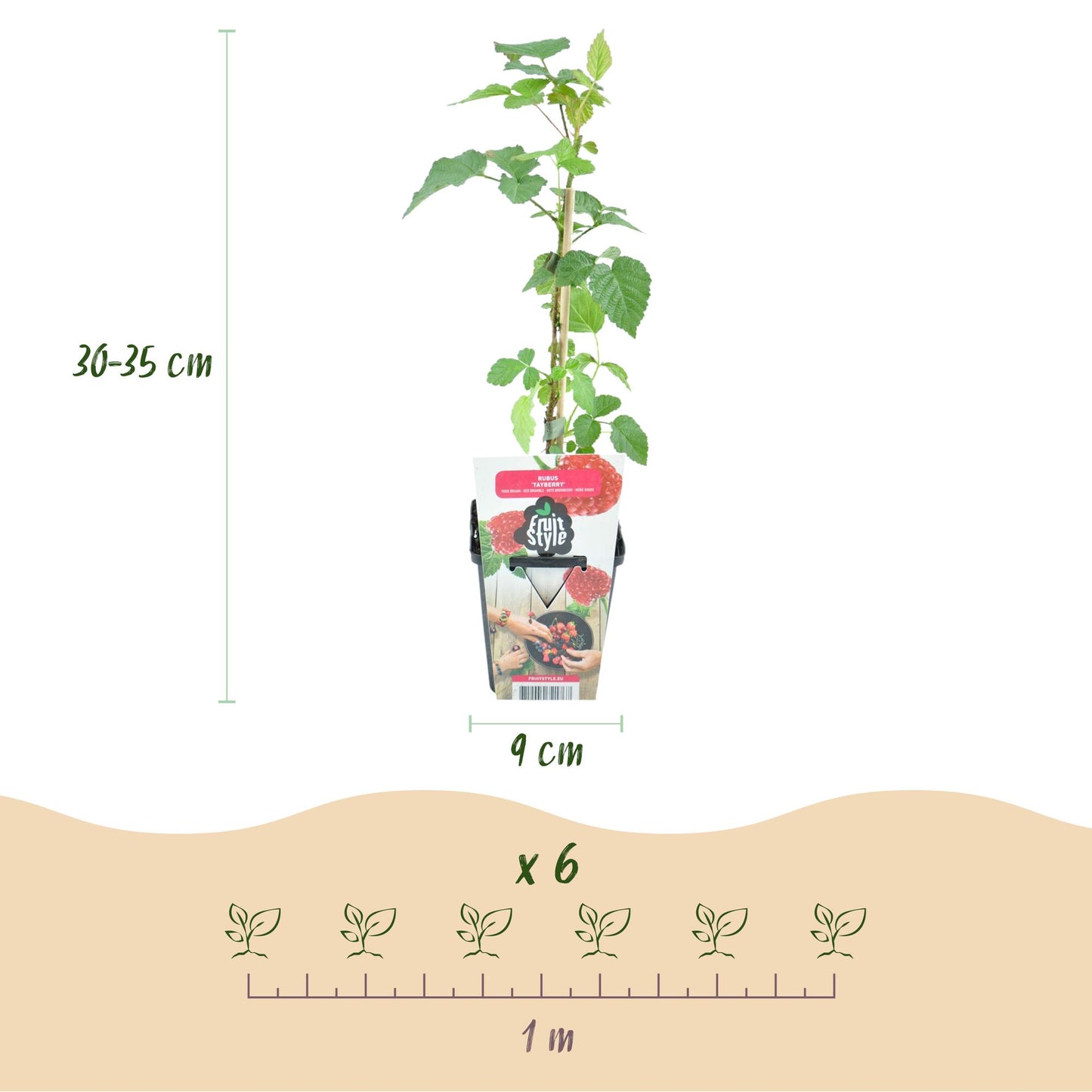 Taybes - Rubus Tayberry - Winterhard - 6 Planten