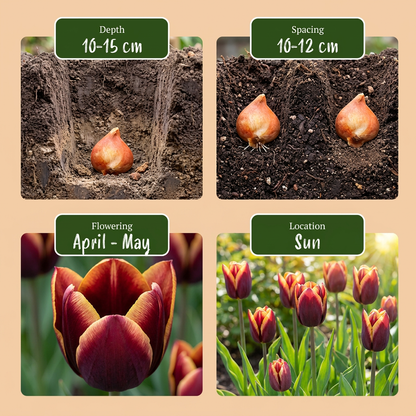 15x Tulipa My Favourite Topping - Tulp Mijn Favoriete Topping - Diversen - Voorjaarsbloeier - Bolmaat 11/12