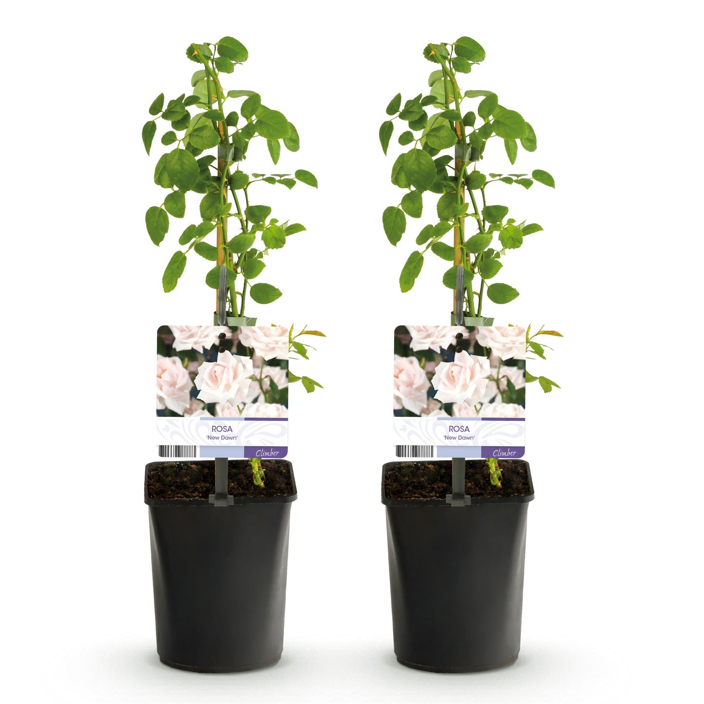 GKlimroos - Rosa New Dawn - Weinig onderhoud - 2 planten