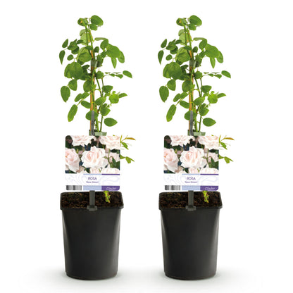 GKlimroos - Rosa New Dawn - Weinig onderhoud - 2 planten