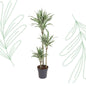 Dracaena White Stripe - 150 cm - Forest Plants