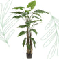 Kunstplant - Alocasia - Olifantsoor - 180 cm - Forest Plants