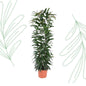 Ficus Alii King zuil - 150 cm - Forest Plants