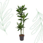 Dracaena Janet Lind - 150-160 cm - Forest Plants