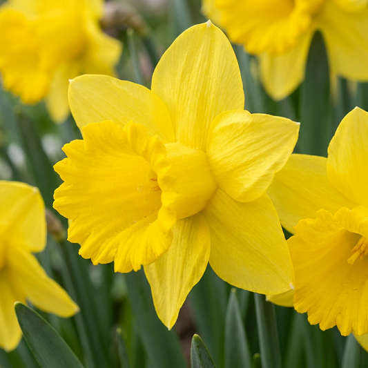 160x Narcissus Yellow - Gele narcis - Geel - Voorjaarsbloeier - Bolmaat 10/12