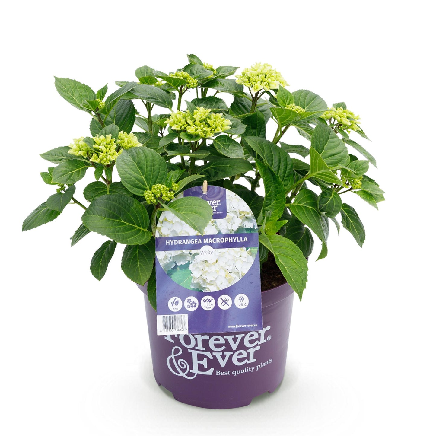 Terrasplant - Hortensia - Hydrangea Forever & Ever - 7-12 Bloemen