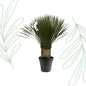Yucca Rostrata - 80-100 cm - Forest Plants