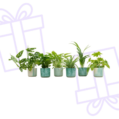 Verrassingsbox - 6 planten inclusief elho Ocean Round pacifisch groen Ø14 - Forest Plants