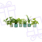 Verrassingsbox - 6 planten inclusief elho Ocean Round pacifisch groen Ø14 - Forest Plants