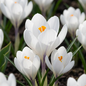 120x Crocus White - Witte krokus - Diversen - Verwilderingsbol - Bolmaat 7/8